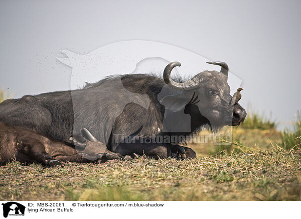 liegende Kaffernbffel / lying African Buffalo / MBS-20061