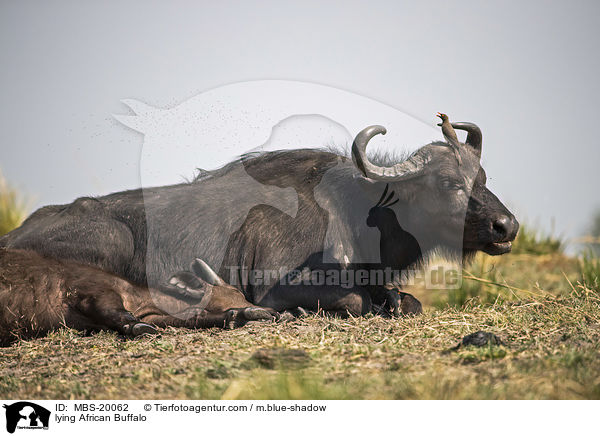 liegende Kaffernbffel / lying African Buffalo / MBS-20062