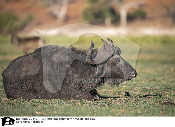 lying African Buffalo / MBS-20140