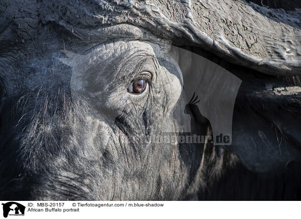 Kaffernbffel Portrait / African Buffalo portrait / MBS-20157
