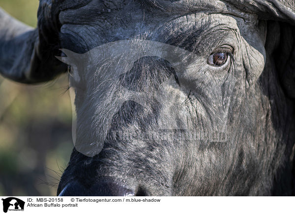 African Buffalo portrait / MBS-20158