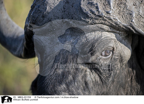 African Buffalo portrait / MBS-20159