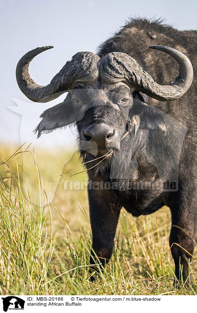 stehender Kaffernbffel / standing African Buffalo / MBS-20166