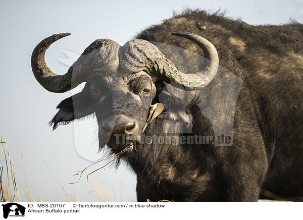 Kaffernbffel Portrait / African Buffalo portrait / MBS-20167