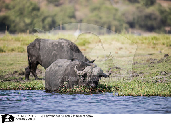 African Buffalo / MBS-20177
