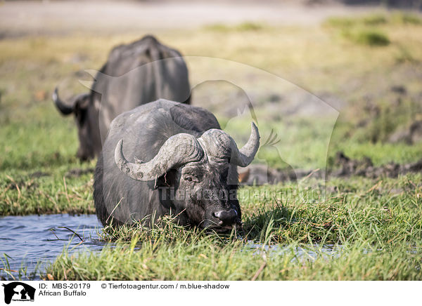 African Buffalo / MBS-20179