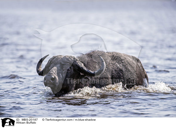 African Buffalo / MBS-20187