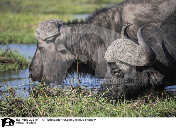 Kaffernbffel / African Buffalo / MBS-20216