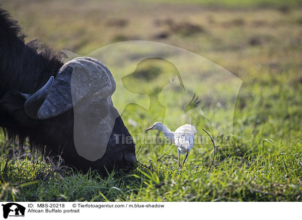 African Buffalo portrait / MBS-20218