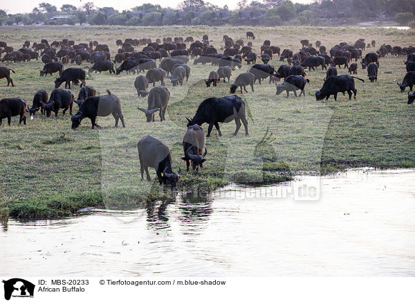 Kaffernbffel / African Buffalo / MBS-20233