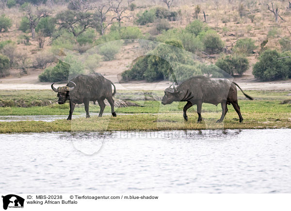 walking African Buffalo / MBS-20238