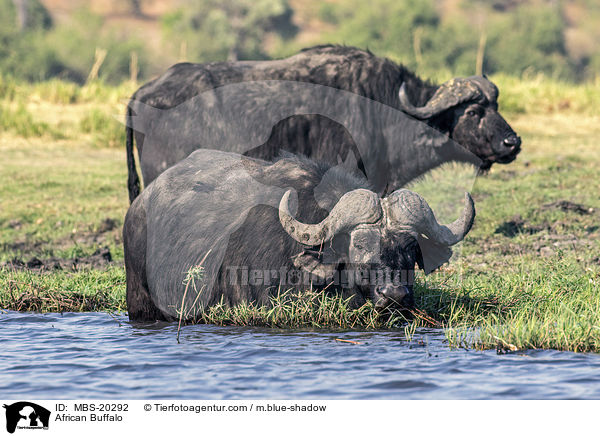 Kaffernbffel / African Buffalo / MBS-20292