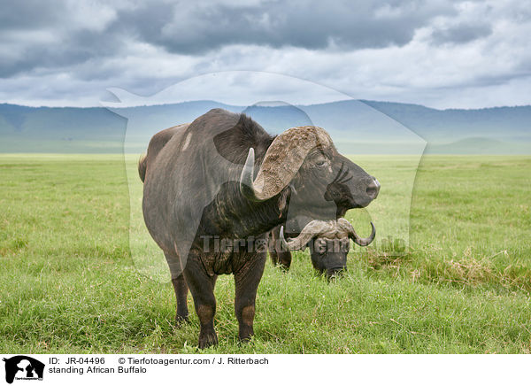 stehende Kaffernbffel / standing African Buffalo / JR-04496