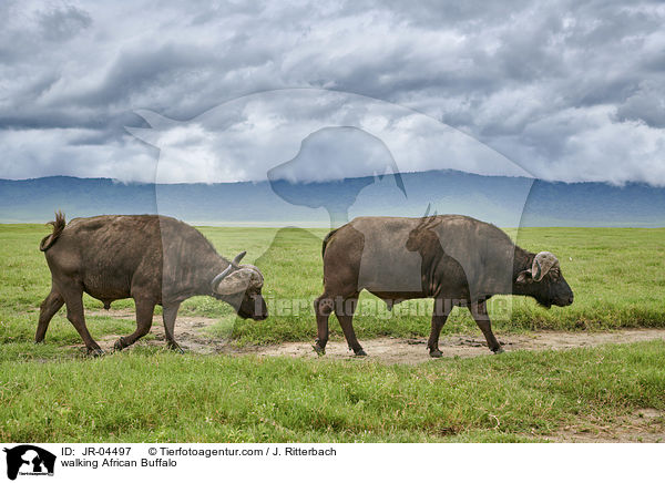 walking African Buffalo / JR-04497