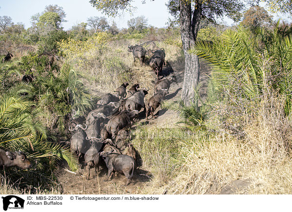 African Buffalos / MBS-22530