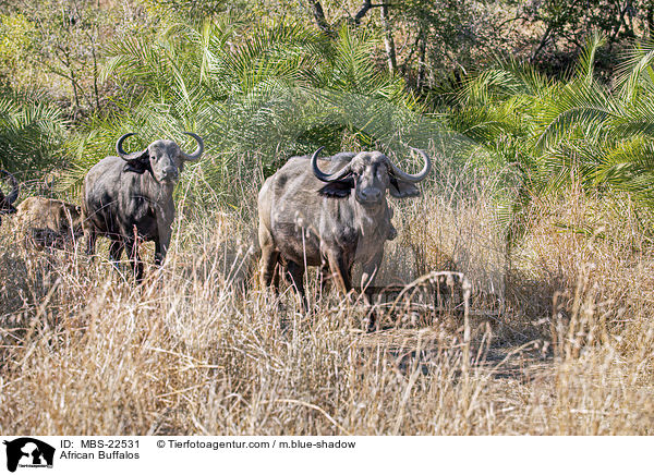 African Buffalos / MBS-22531