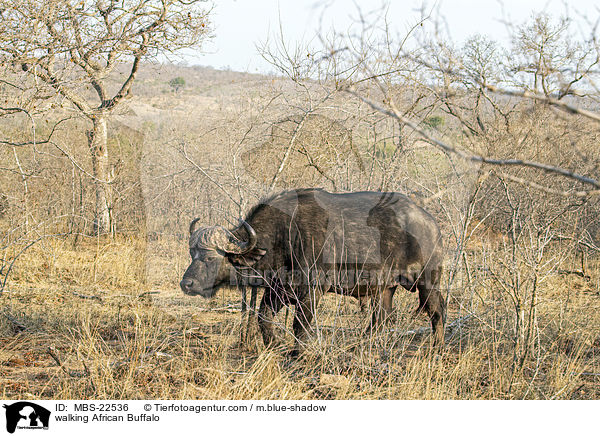 laufender Kaffernbffel / walking African Buffalo / MBS-22536