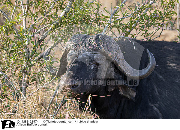 Kaffernbffel Portrait / African Buffalo portrait / MBS-22574
