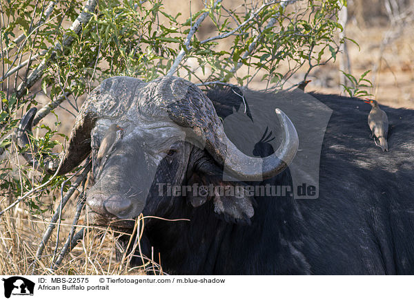 African Buffalo portrait / MBS-22575