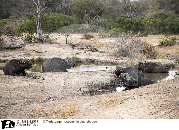 African Buffalos / MBS-22577