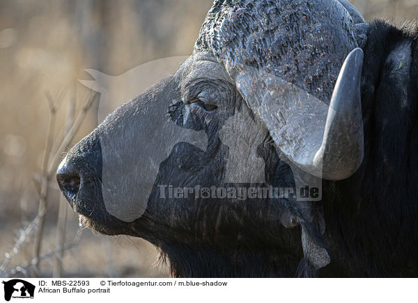 African Buffalo portrait / MBS-22593