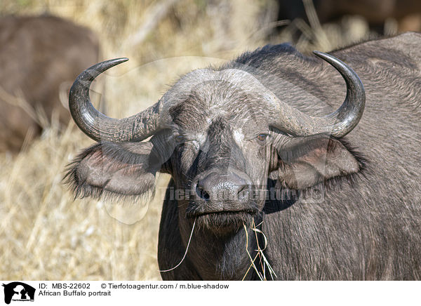 African Buffalo portrait / MBS-22602
