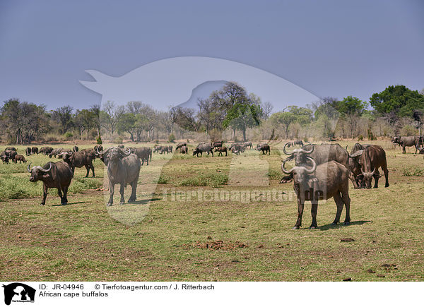Kaffernbffel / African cape buffalos / JR-04946