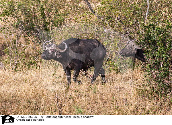 Kaffernbffel / African cape buffalos / MBS-25825