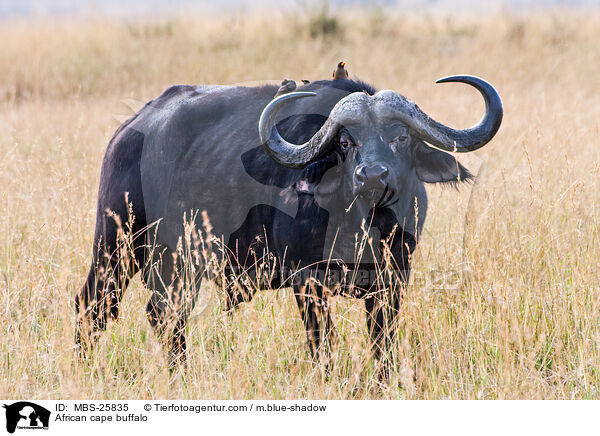 Kaffernbffel / African cape buffalo / MBS-25835