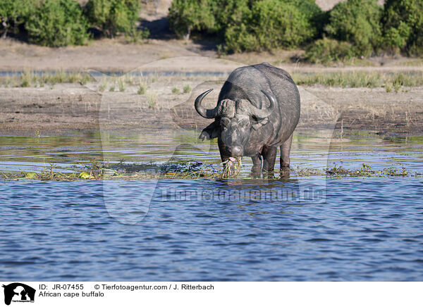 Kaffernbffel / African cape buffalo / JR-07455