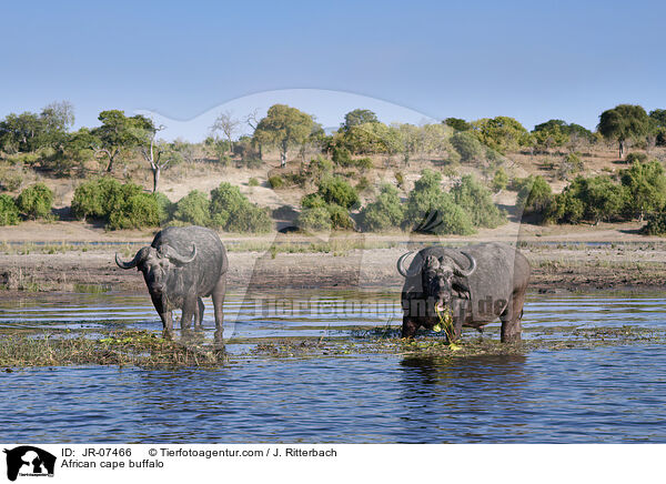 Kaffernbffel / African cape buffalo / JR-07466