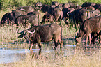 buffalo at waterhole