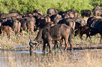 buffalo at waterhole