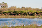 buffalo at waterhole