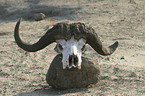 Cape Buffalo skull