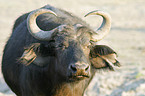 Cape Buffalo