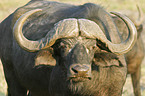 Cape Buffalo