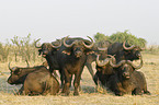 Cape Buffalos