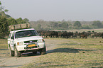 Cape Buffalo