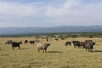 African buffalos