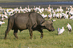 African buffalo