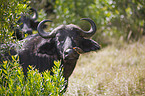 African cape buffalo