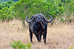 African cape buffalo