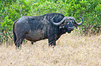 African cape buffalo