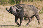 African cape buffalo