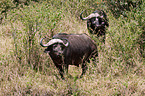 African cape buffalos