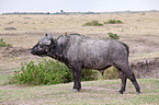 African cape buffalo