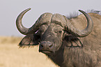 cape buffalo