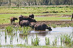 cape buffalos