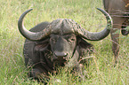 African cape buffalo
